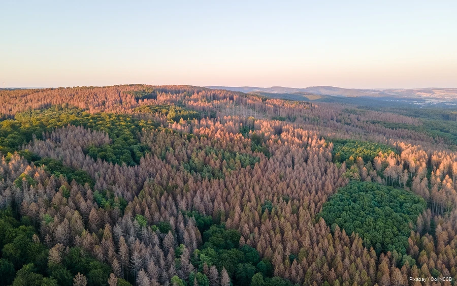 Wald_Drohnenaufnahme 2 Drohnenaufnahme eines Waldes mit abgestorbenen Bäumen.