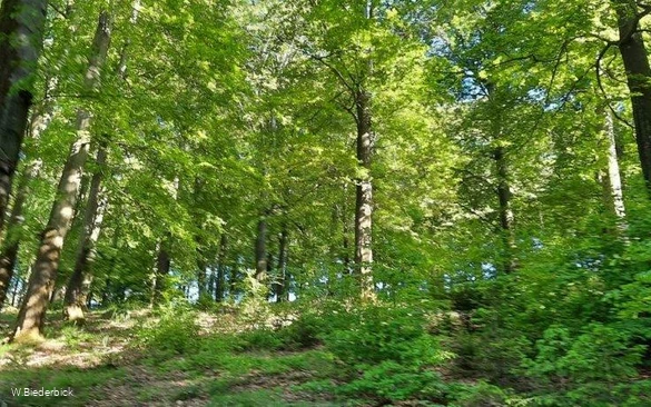 Waldbaden-Buchenwald Frühjahr (Foto W.Biederbick).jpg