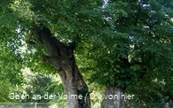 Früher Gerichtsbaum - heute Naturdenkmal