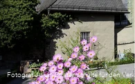 Blüten vor Klosterkirche