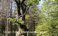 Grenzbuche Markenbaum Südhangweg