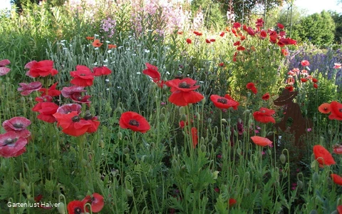 Bunte, blühende Wiesen im Schaugarten