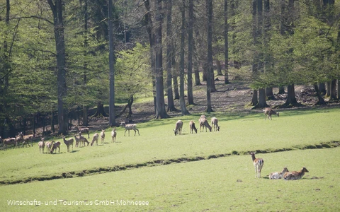 Wildpark Völlinghausen