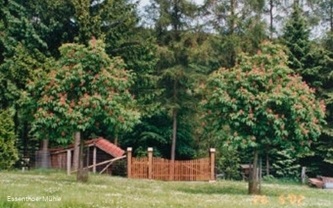 Arboretum Essenthoer Mühle