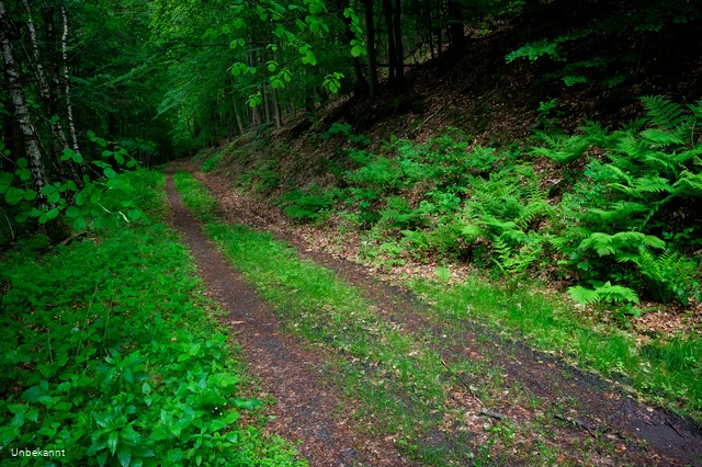 Ein Polfilter lässt die Spiegelungen auf den Blättern weitgehend verschwinden. Dadurch wirkt der Wald deutlich intensiver grün.